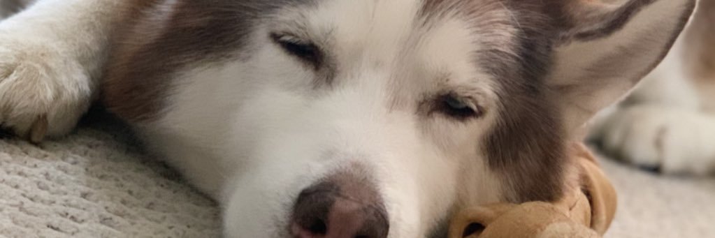 stephhh_ward's profile banner image