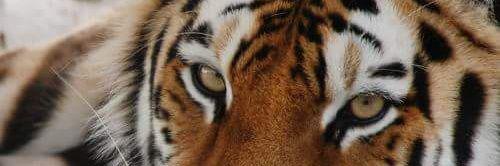 Wildcat Sanctuary banner