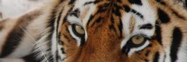 wcsanctuary Profile Banner