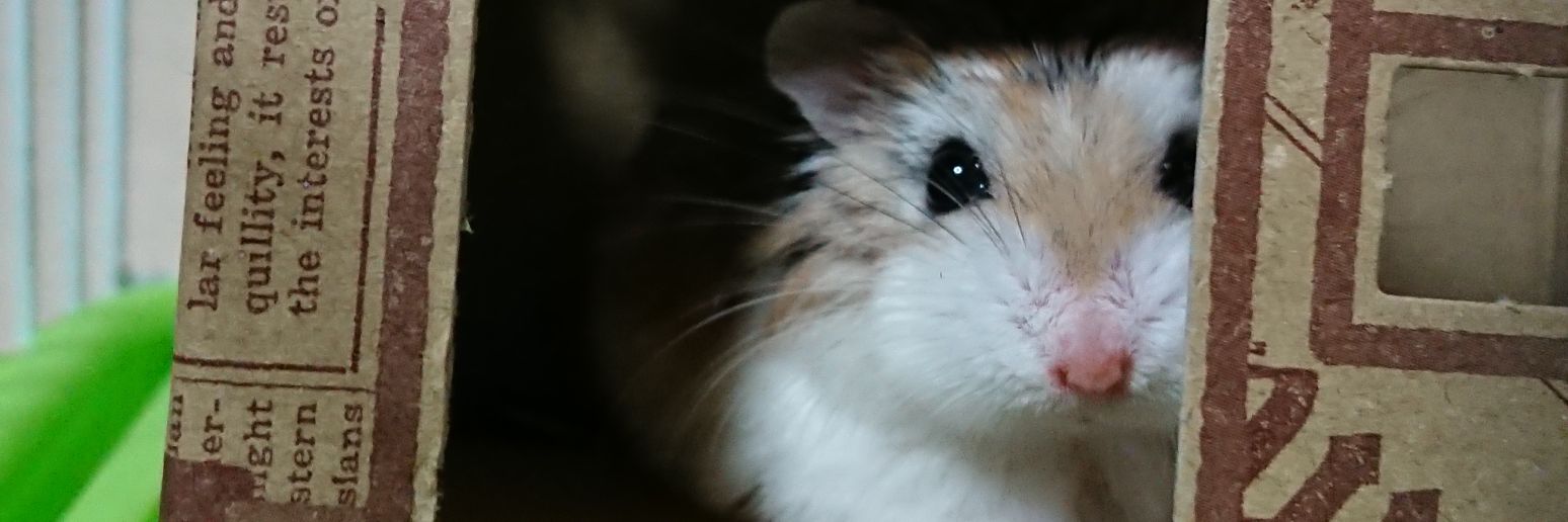 e_echibi's profile banner image