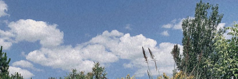 riccisofi's profile banner image