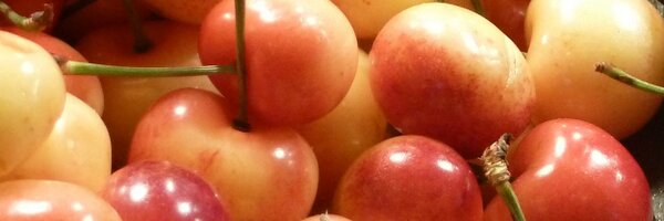 WellnessPolicy Profile Banner