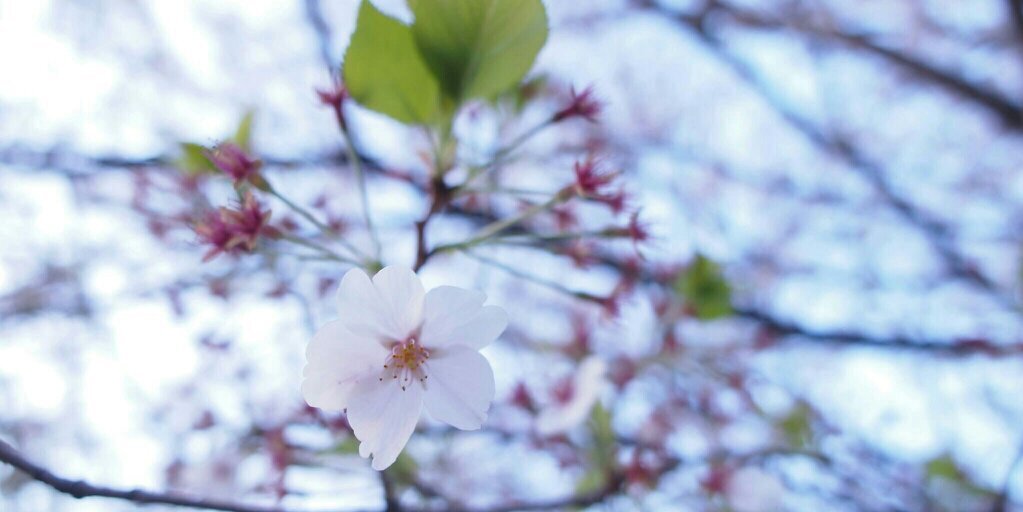 ume_massan's profile banner image