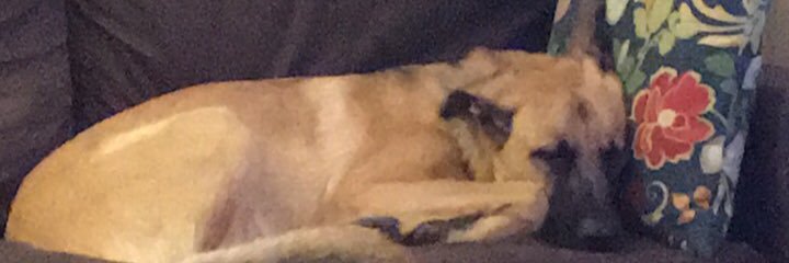melnosko's profile banner image