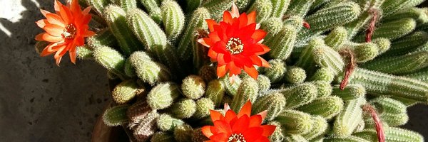 leo14002022 Profile Banner