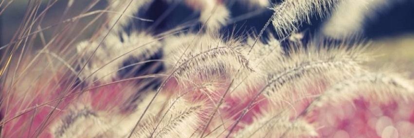 Luci 🦋| Knižní mol banner