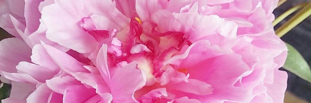MsElisaL's profile banner image