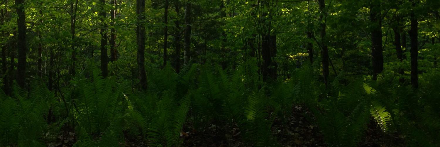 redzillart's profile banner image