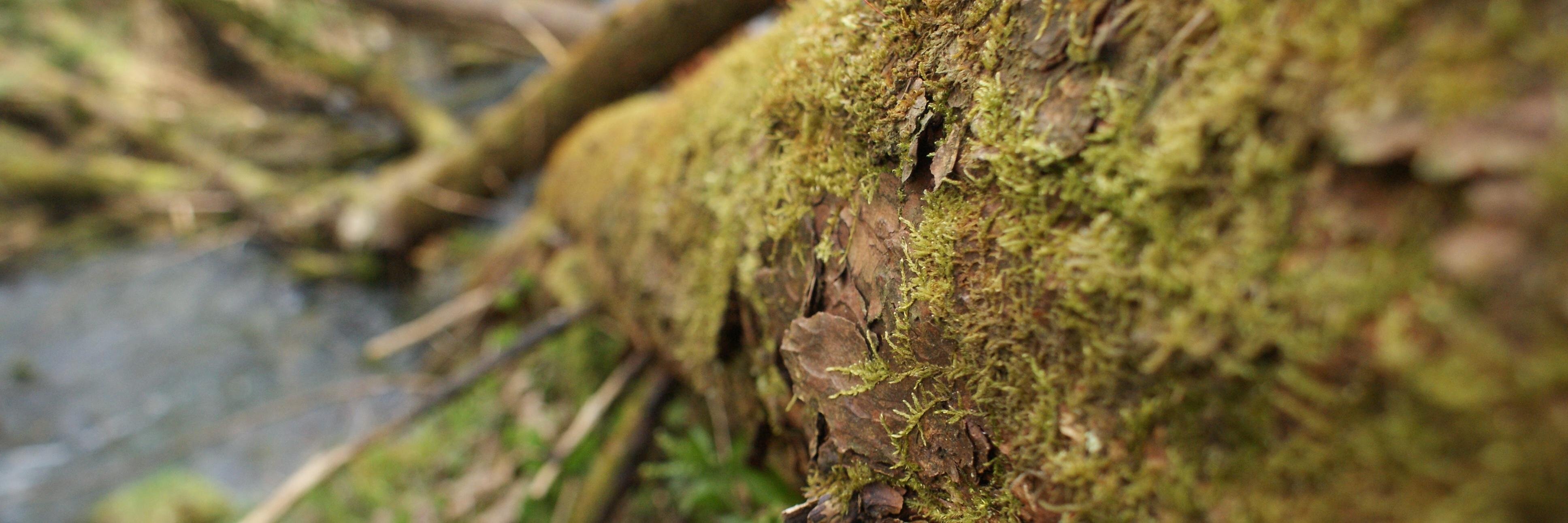 Peaced_Nature's profile banner image