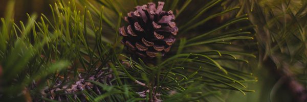 JoPappes's profile banner image
