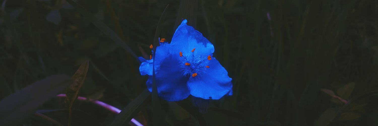 analeee26's profile banner image
