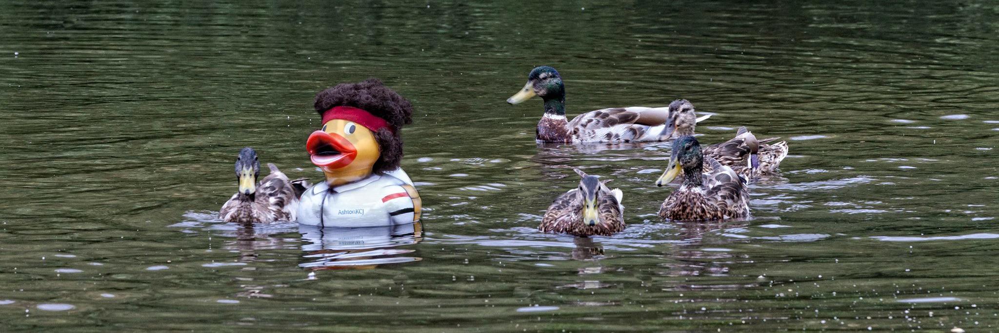 Duck QuackEnroe banner