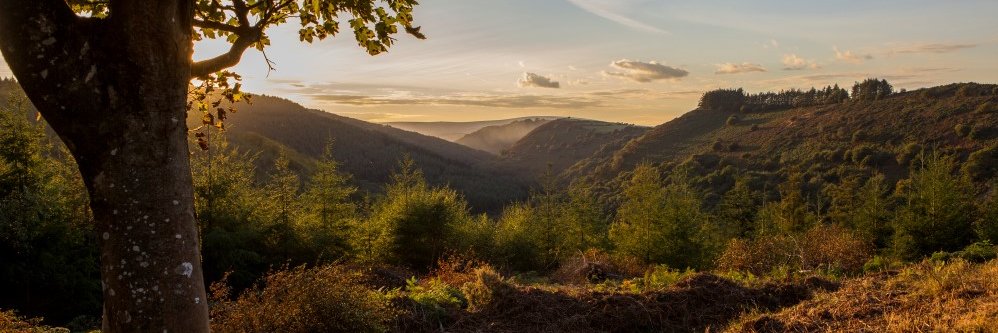 FingleWoods's profile banner image