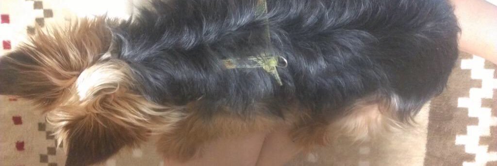swrsh1's profile banner image