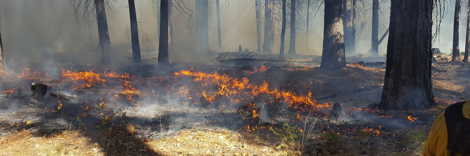 Berkeley Forests banner