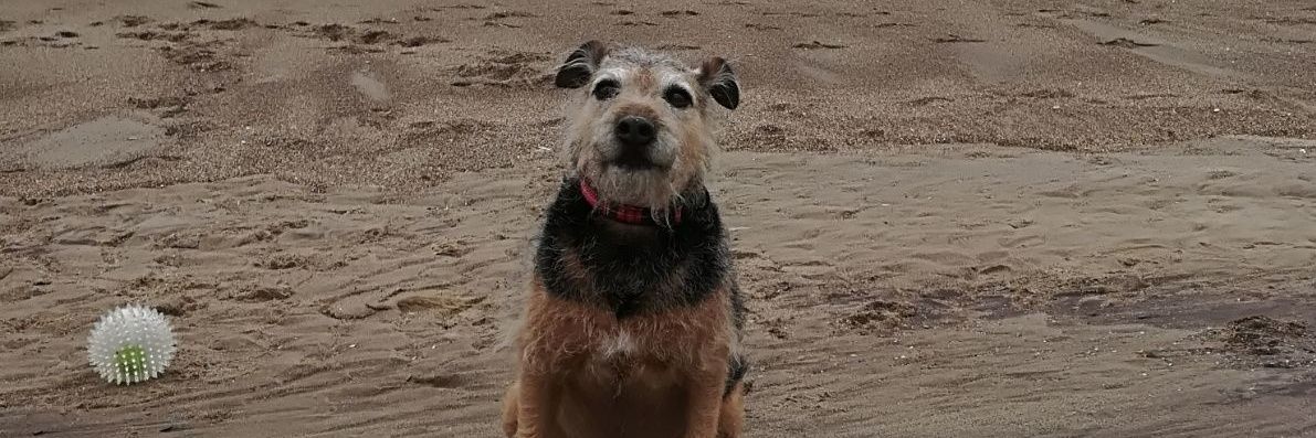 DieselTDog's profile banner image