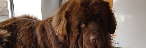 Johnson217Wd Profile Banner