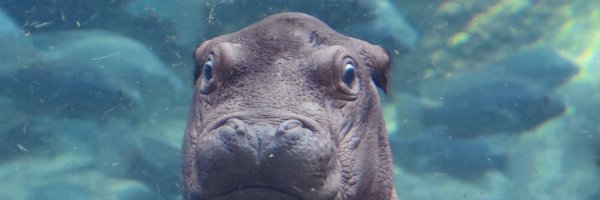 goingbriannas Profile Banner