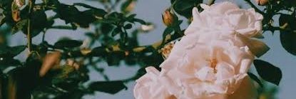 VacaCalva's profile banner image