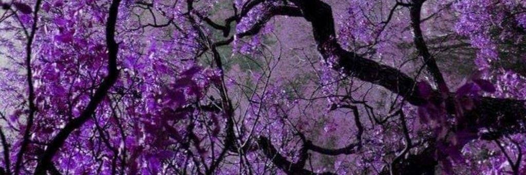 IUVENOR's profile banner image