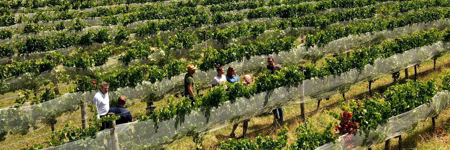 Santé Wines banner