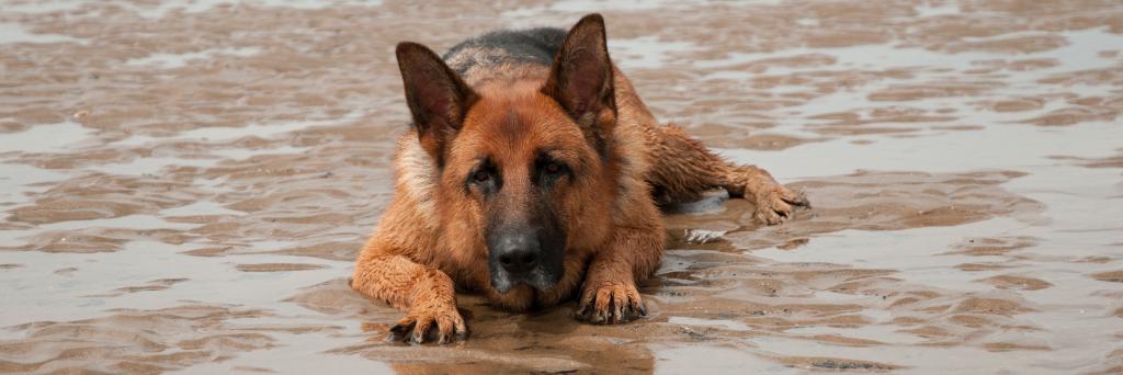 Nigel Bannister banner