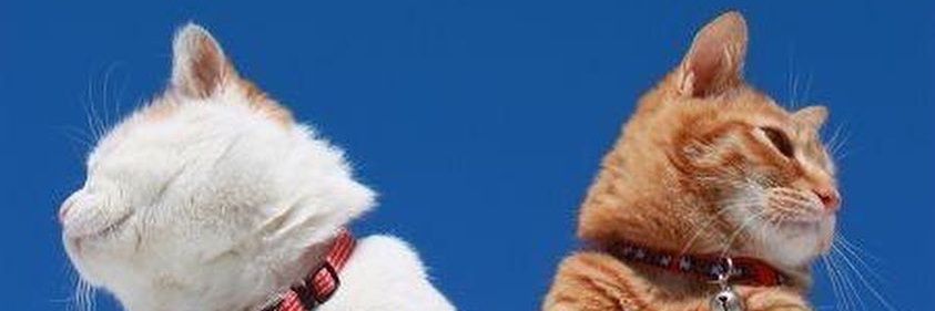 Seennk's profile banner image