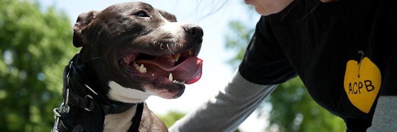 angelcitypits's profile banner image