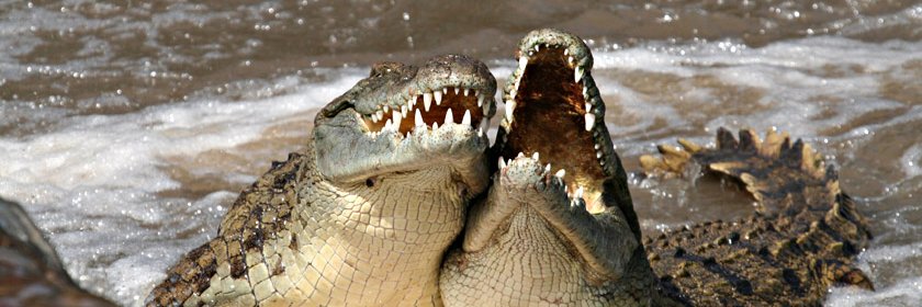 Amigo Imaginário banner