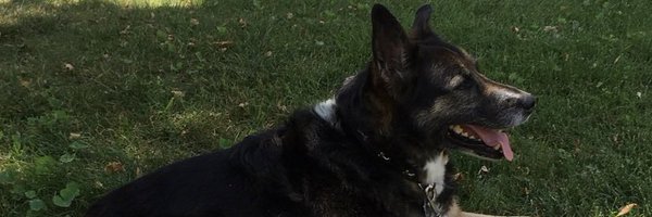bonsils1 Profile Banner