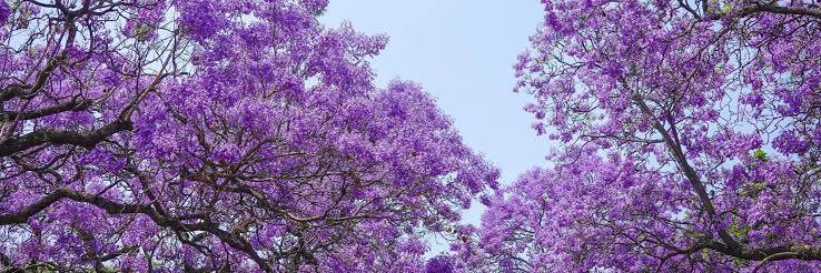 Nikte Requejo-Mendoza banner