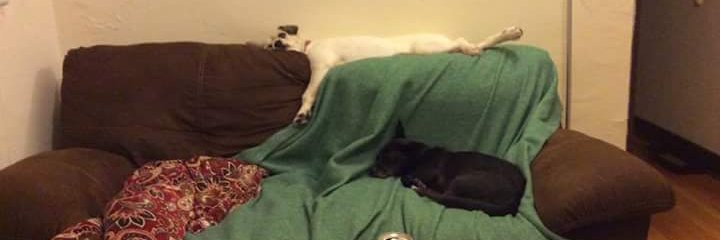 dhamster@bluesky.social banner