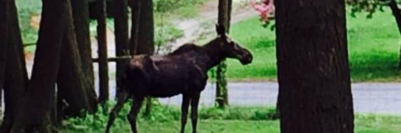 AmherstMoose's profile banner image