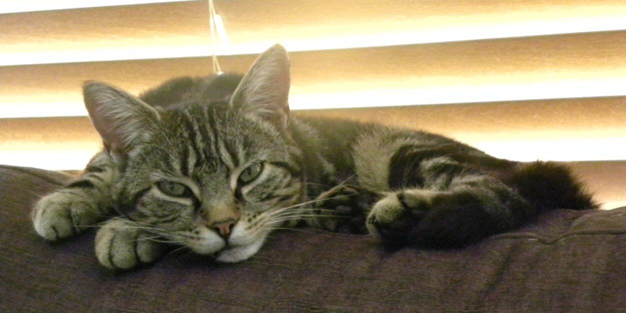 CatsProtect's profile banner image