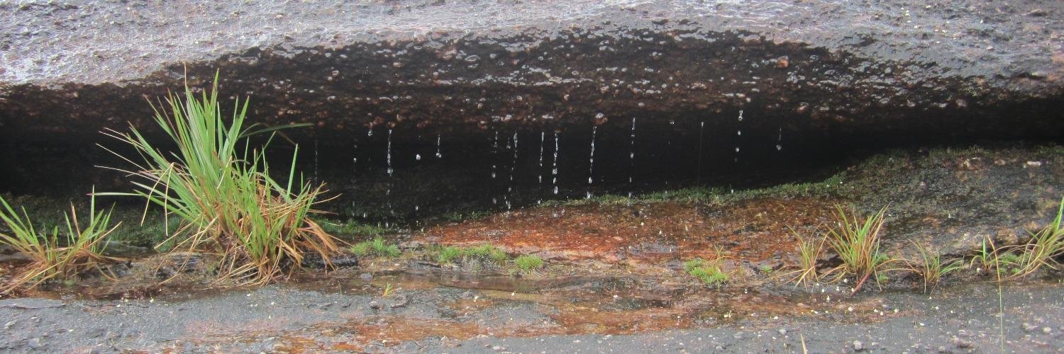 Martha  Rodriguez banner