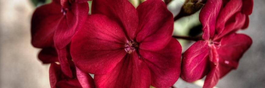 samanta_it's profile banner image