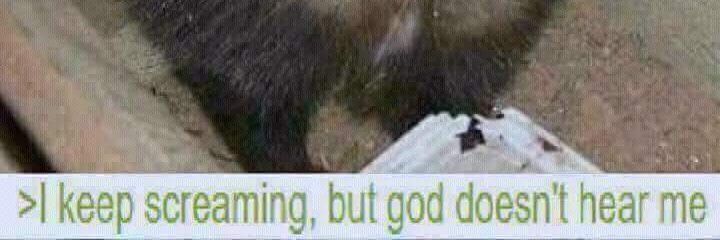 FluffyTucker's profile banner image