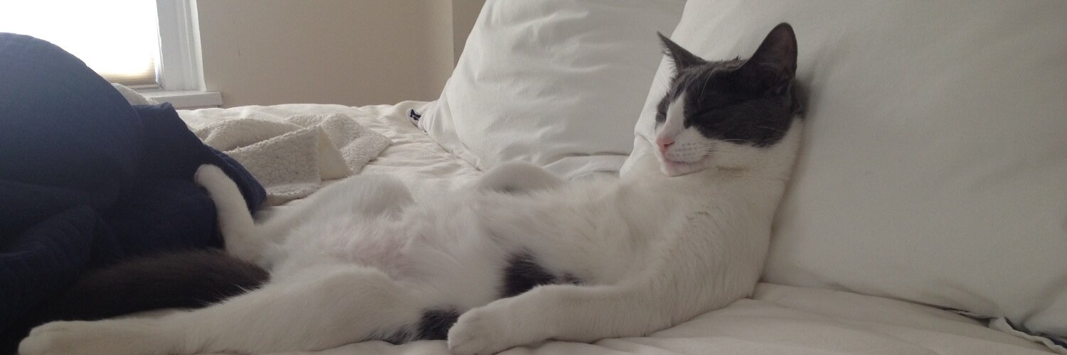 thekittythecat's profile banner image
