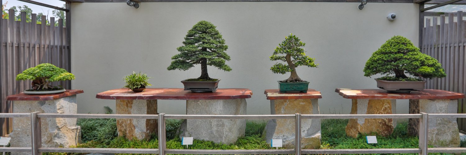 NBFbonsai's profile banner image