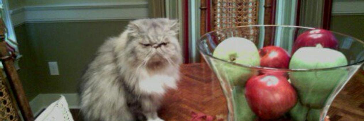 fivecatsandadog's profile banner image