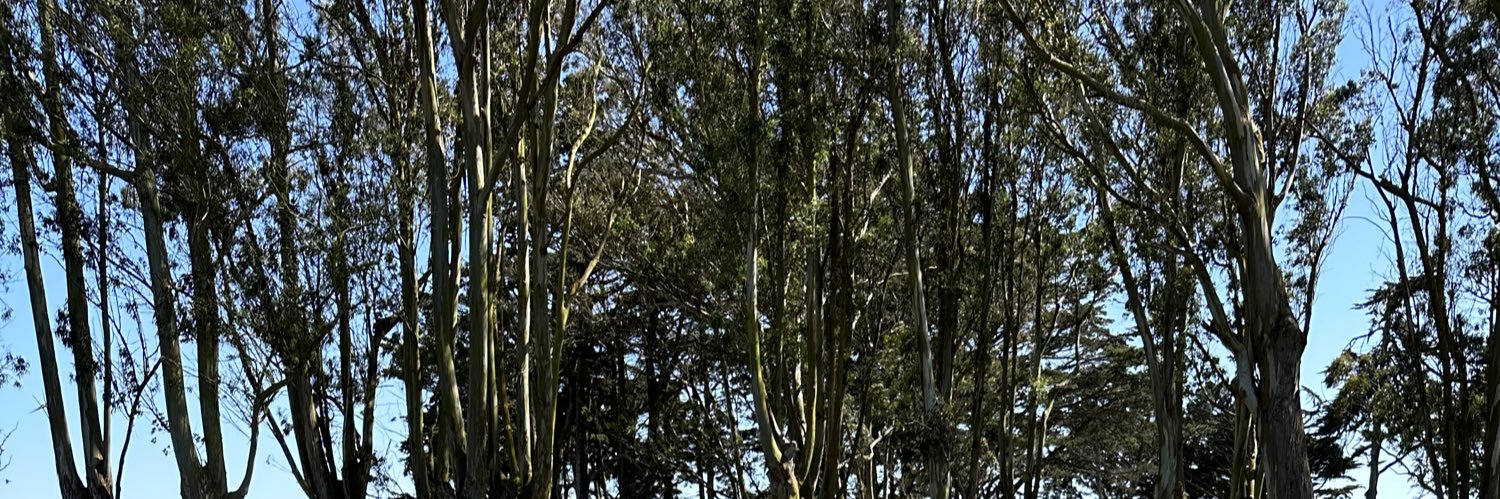SightlySue's profile banner image