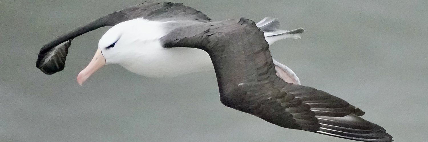 Jacquie Bridges banner