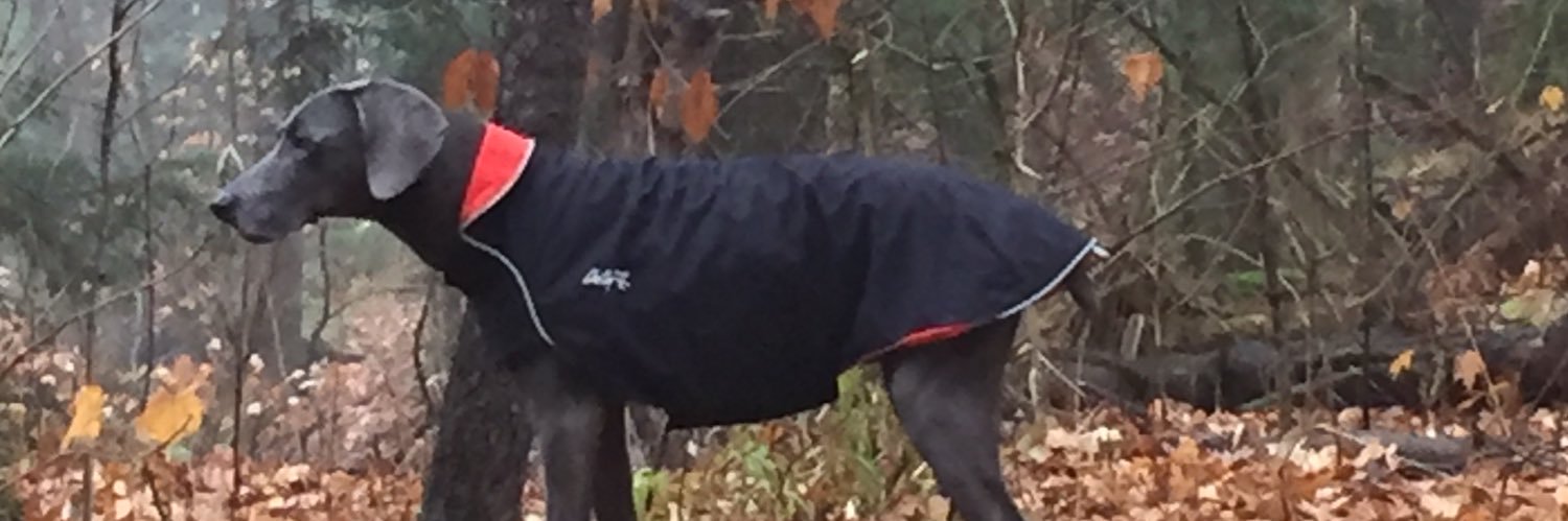 BigDogtweeting's profile banner image