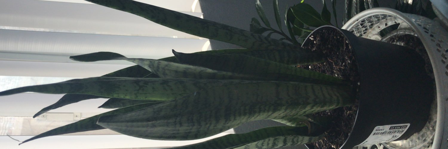 sangarora's profile banner image
