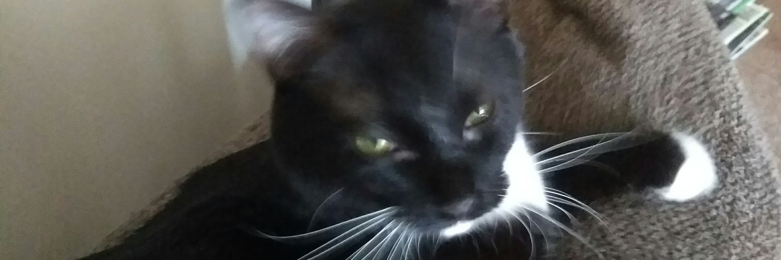 RalphCatAndPhil's profile banner image