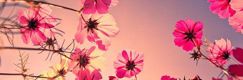 Dayasevilla's profile banner image