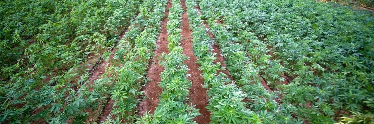 National Hemp Assoc. banner