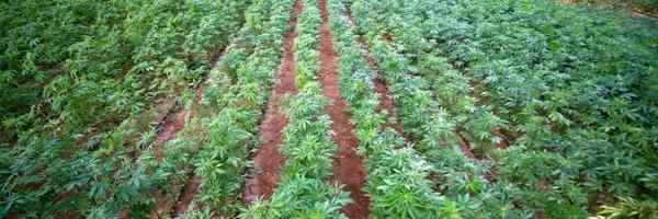 NatHempAssoc Profile Banner