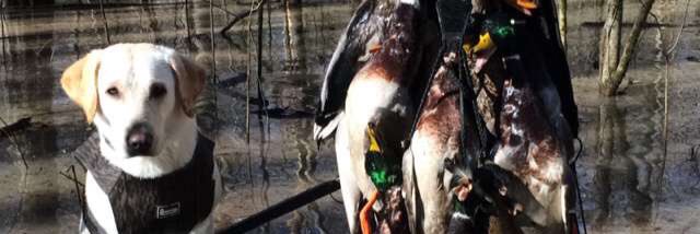 brentcalhoun74's profile banner image