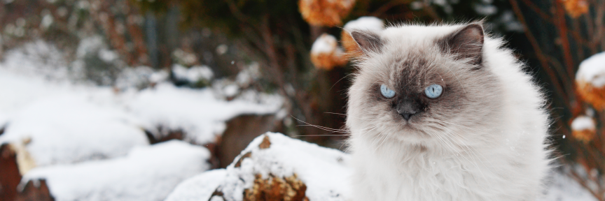 rukasthecat's profile banner image